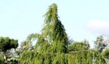Можжевельник обыкновенный (верес) – Juniperus communis L