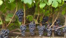 Идеальный виноград: лучшие темные сорта Виноград осенний черный описание