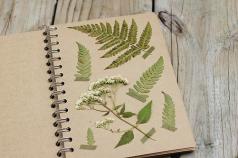 Как делать гербарий из растений, цветов и листьев